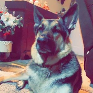 Meet your Posher, Casey